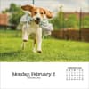 image Dogs And Puppies 2026 Desk Calendar_ALT3