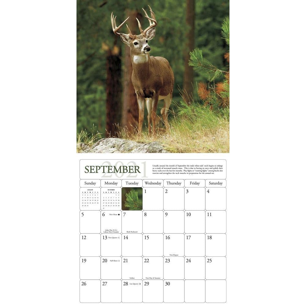 Whitetail Deer Wall Calendar