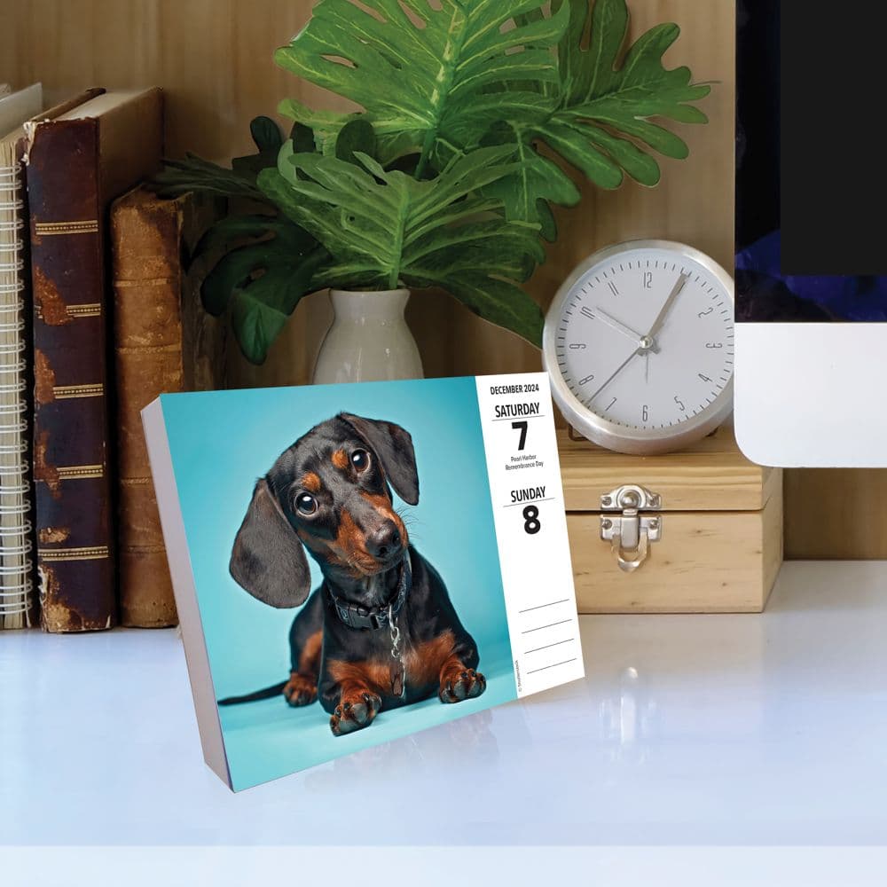 Dachshund 2024 Calendars For Sale Costco Free Printable August 2024