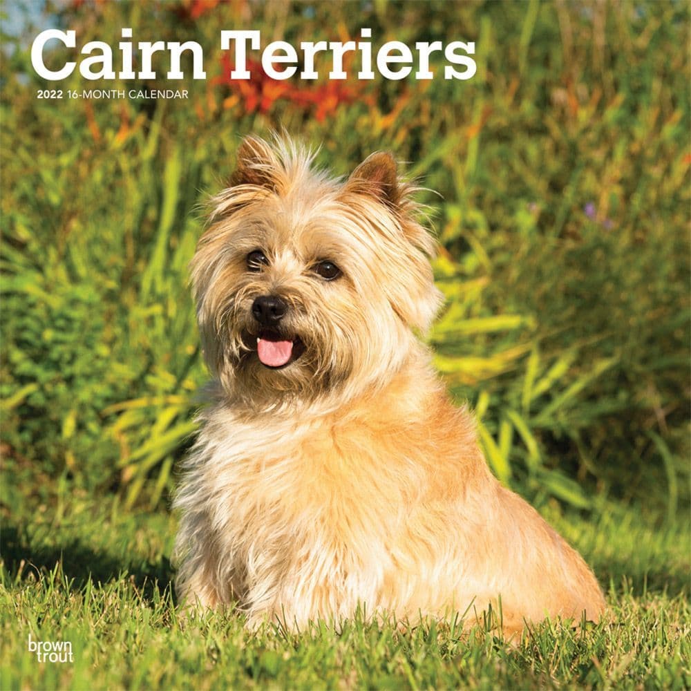 Cairn Terriers 2022 Wall Calendar - Calendars.com