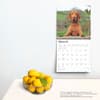 image Vizslas 2025 Wall Calendar Fourth Alternate Image width=&quot;1000&quot; height=&quot;1000&quot;