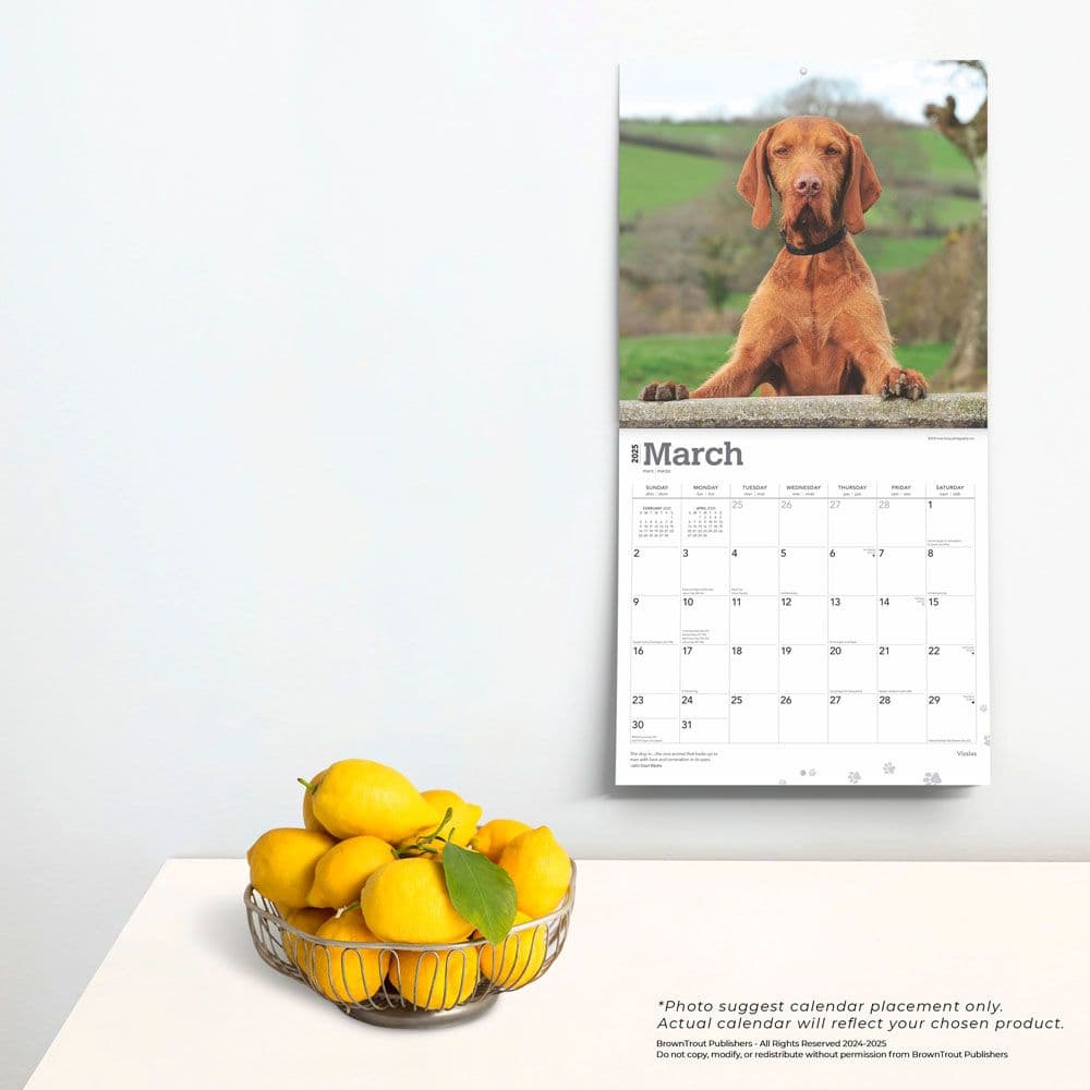 Vizslas 2025 Wall Calendar Fourth Alternate Image width=&quot;1000&quot; height=&quot;1000&quot;