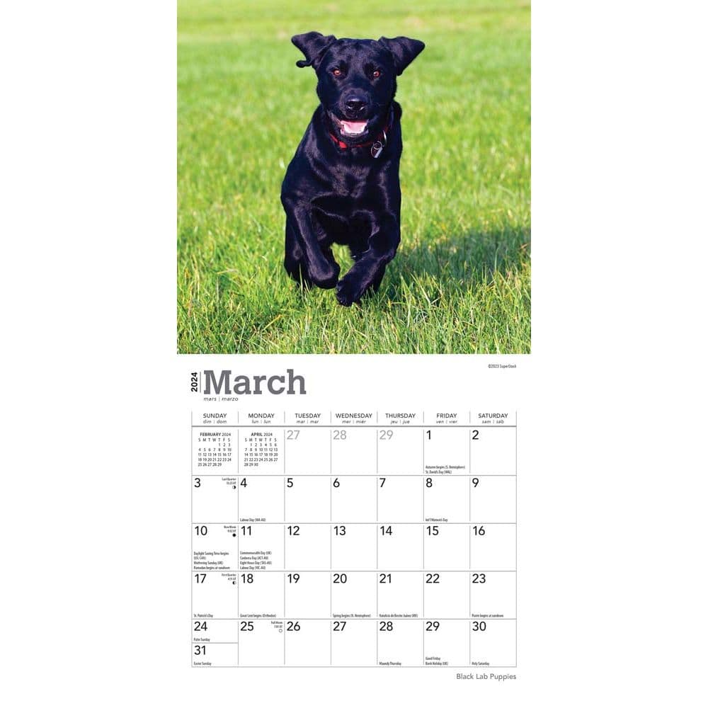 Lab Black Puppies 2024 Mini Wall Calendar