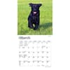 image Lab Black Puppies 2024 Mini Wall Calendar Second Alternate Image width=&quot;1000&quot; height=&quot;1000&quot;