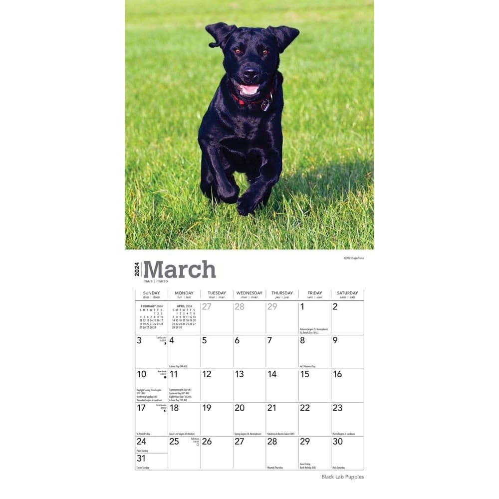 Lab Black Puppies 2024 Mini Wall Calendar Second Alternate Image width=&quot;1000&quot; height=&quot;1000&quot;