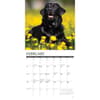 image Just Black Labs 2026 Wall Calendar Second Alternate Image