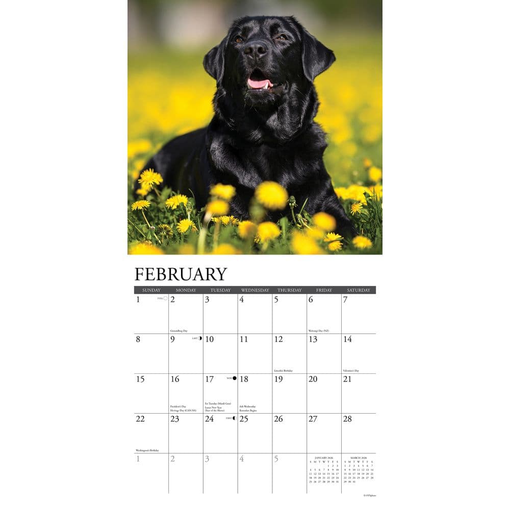Just Black Labs 2026 Wall Calendar Second Alternate Image