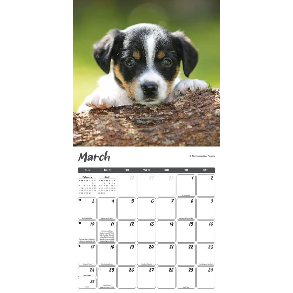 Puppies 2024 Wall Calendar - Calendars.com