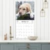 image Labrador Retrievers Photo 2025 Wall Calendar