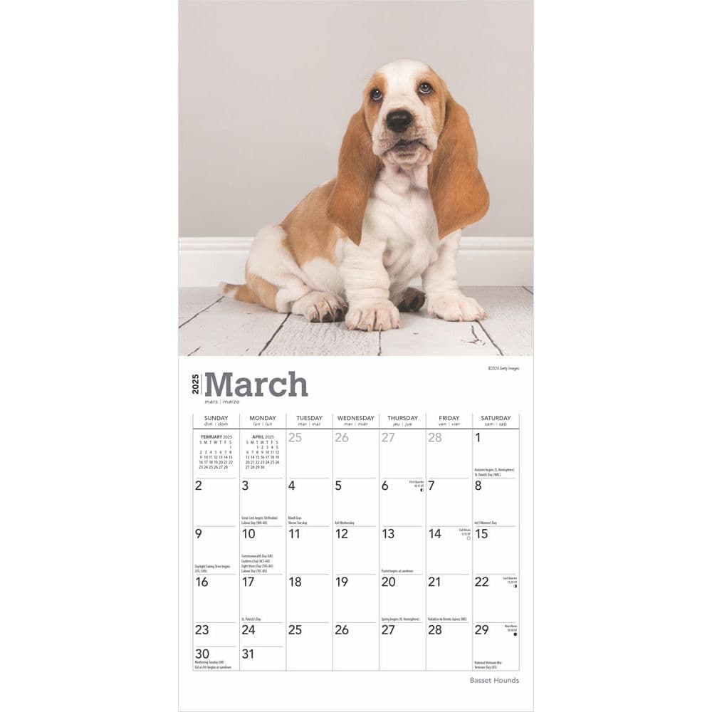 Basset Hound 2025 Mini Wall Calendar Second Alternate Image width=&quot;1000&quot; height=&quot;1000&quot;