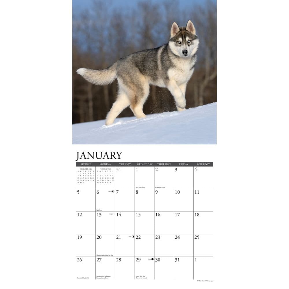 Just Siberian Huskies 2025 Wall Calendar