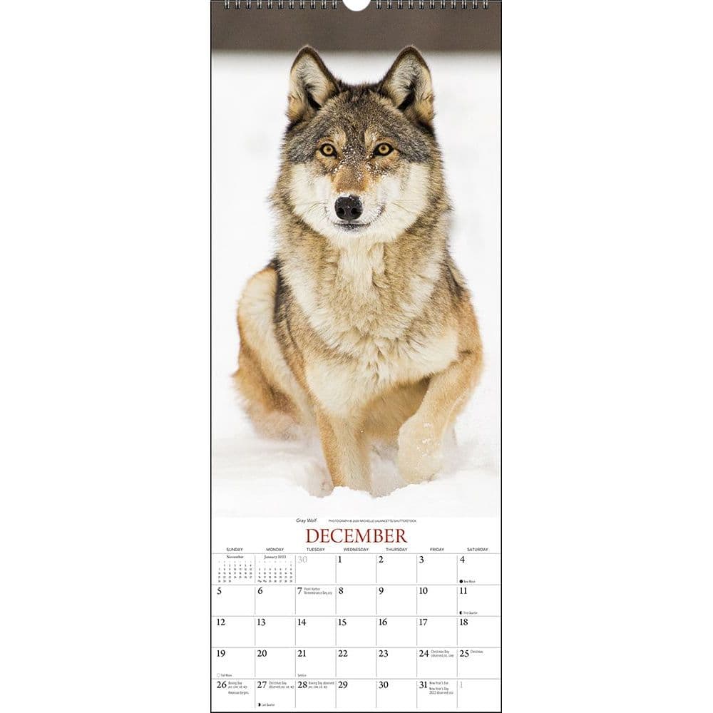 Wolves Wall Calendar Calendars