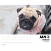 image Just Pugs 2025 Desk Calendar interior