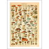 image Mushroom Botanicals 2026 Wall Calendar Fourth Alternate Image