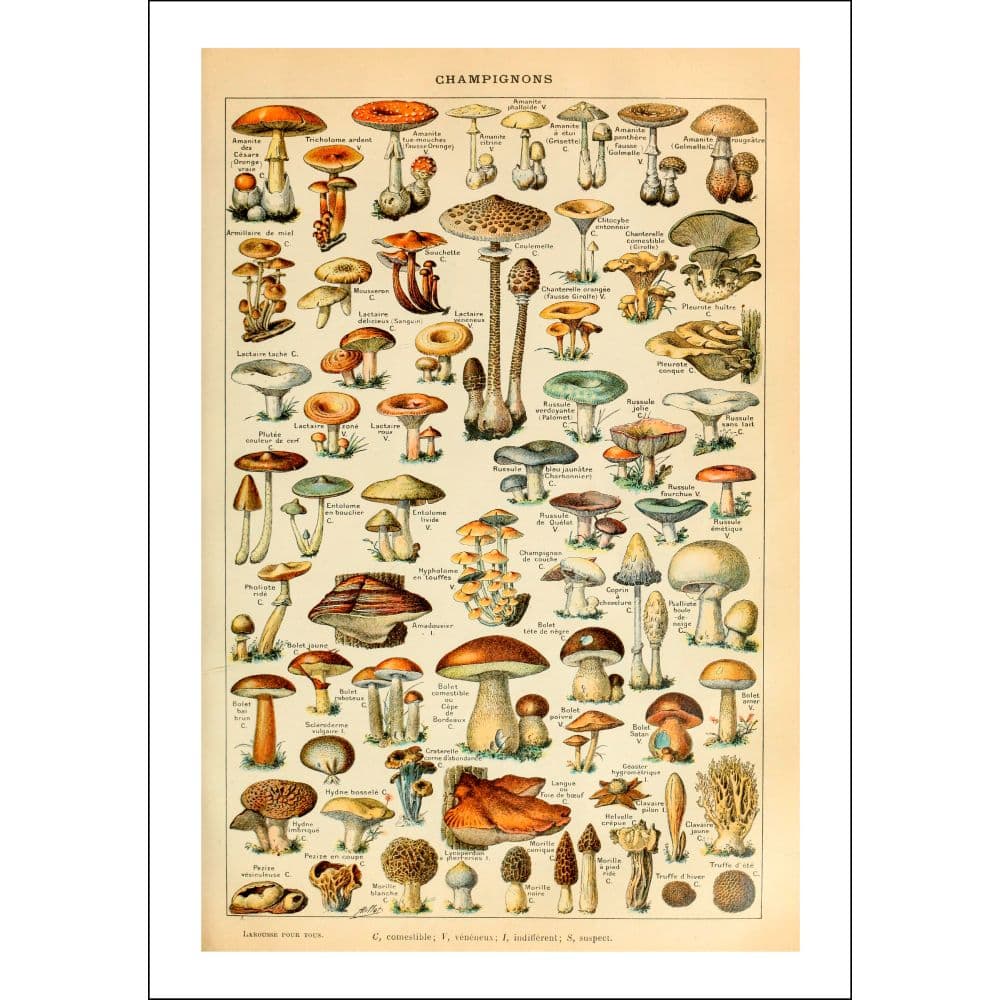 Mushroom Botanicals 2026 Wall Calendar Fourth Alternate Image