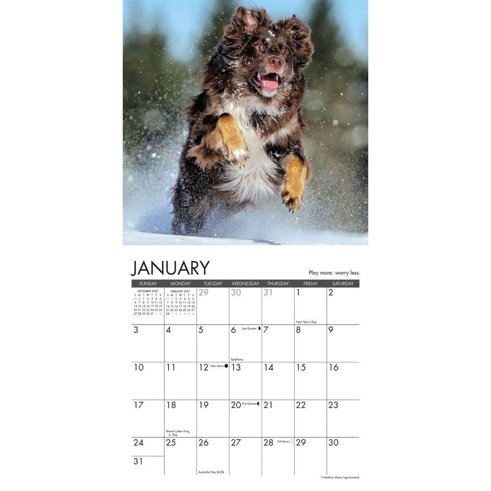 Willow Creek What Dogs Teach Us 2020 Mini Calendar 7"X7" w