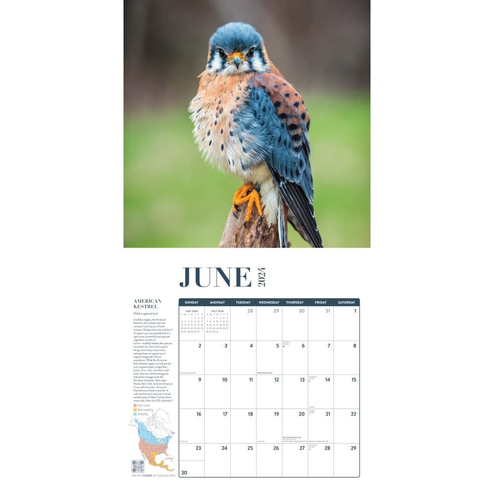 Birds Feathered Friends 2024 Wall Calendar