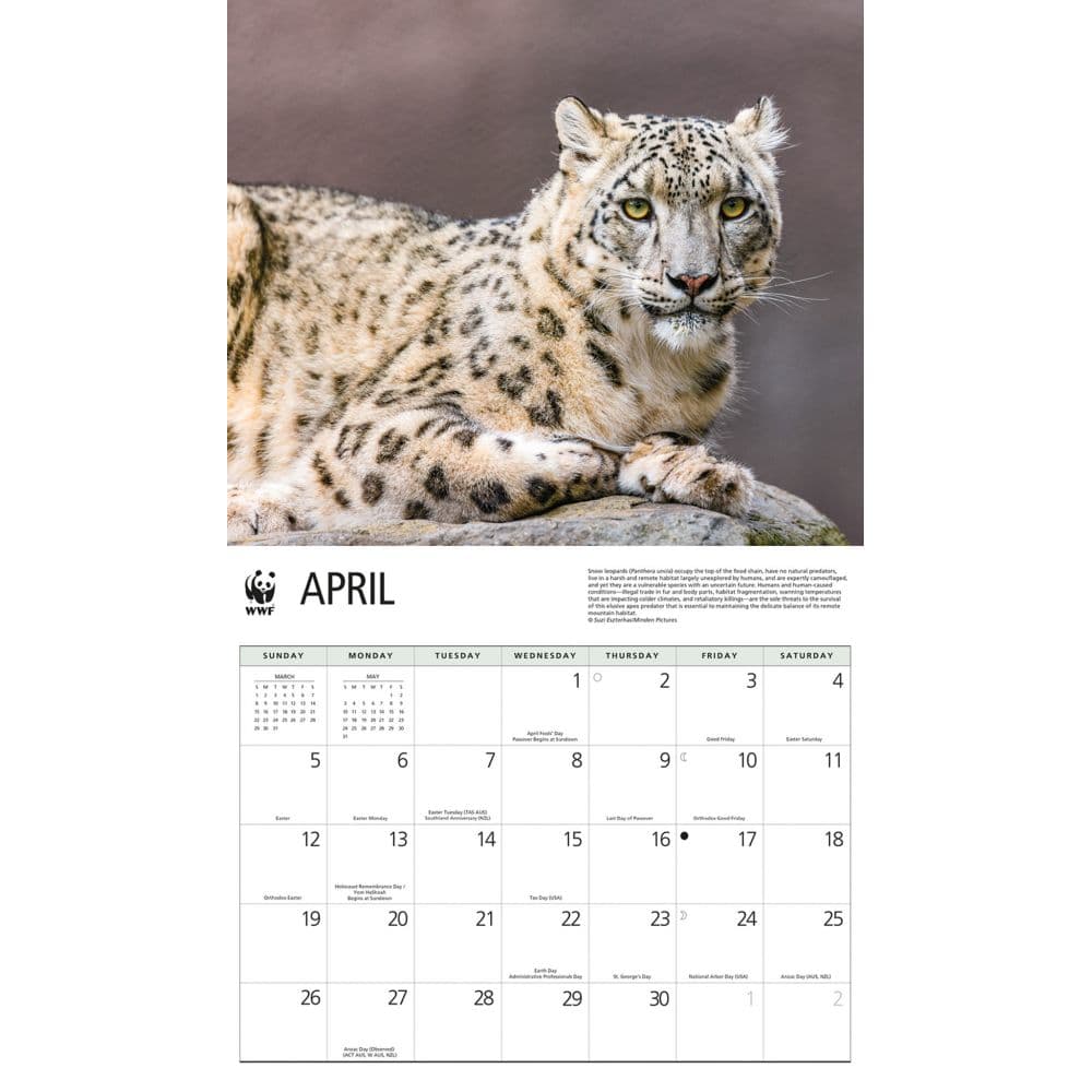 Wild Cats WWF 2026 Wall Calendar Third Alternate Image