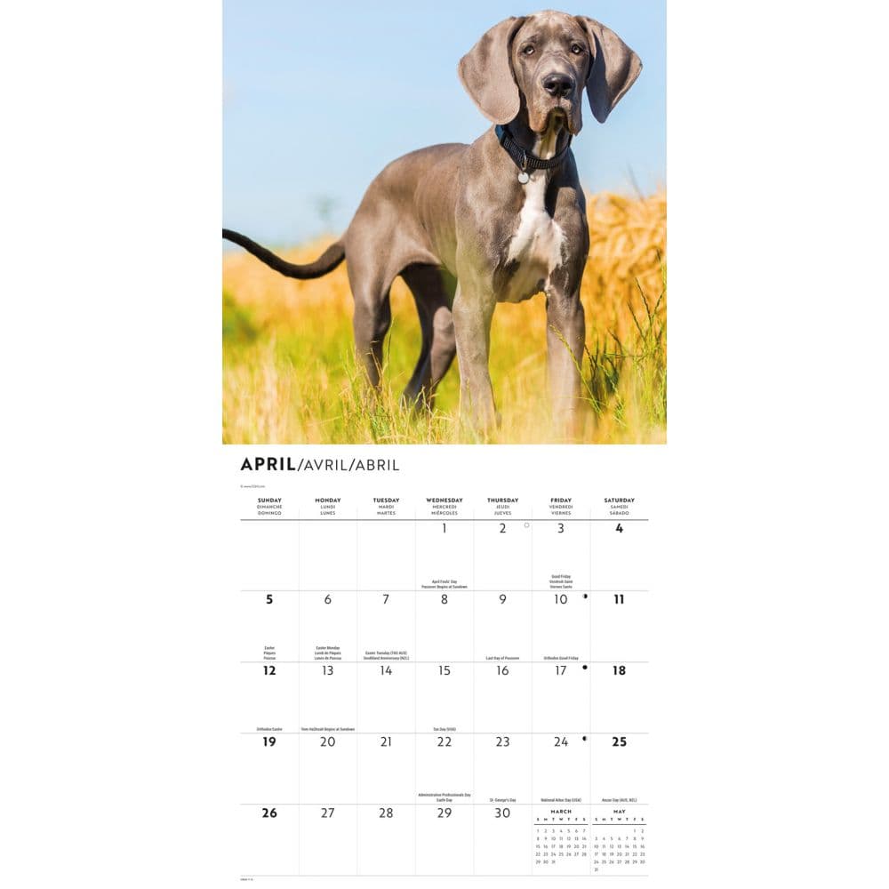 Great Danes 2026 Wall Calendar Second Alternate Image