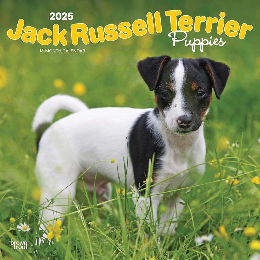 Jack Russell Terrier Puppies 2025 Wall Calendar