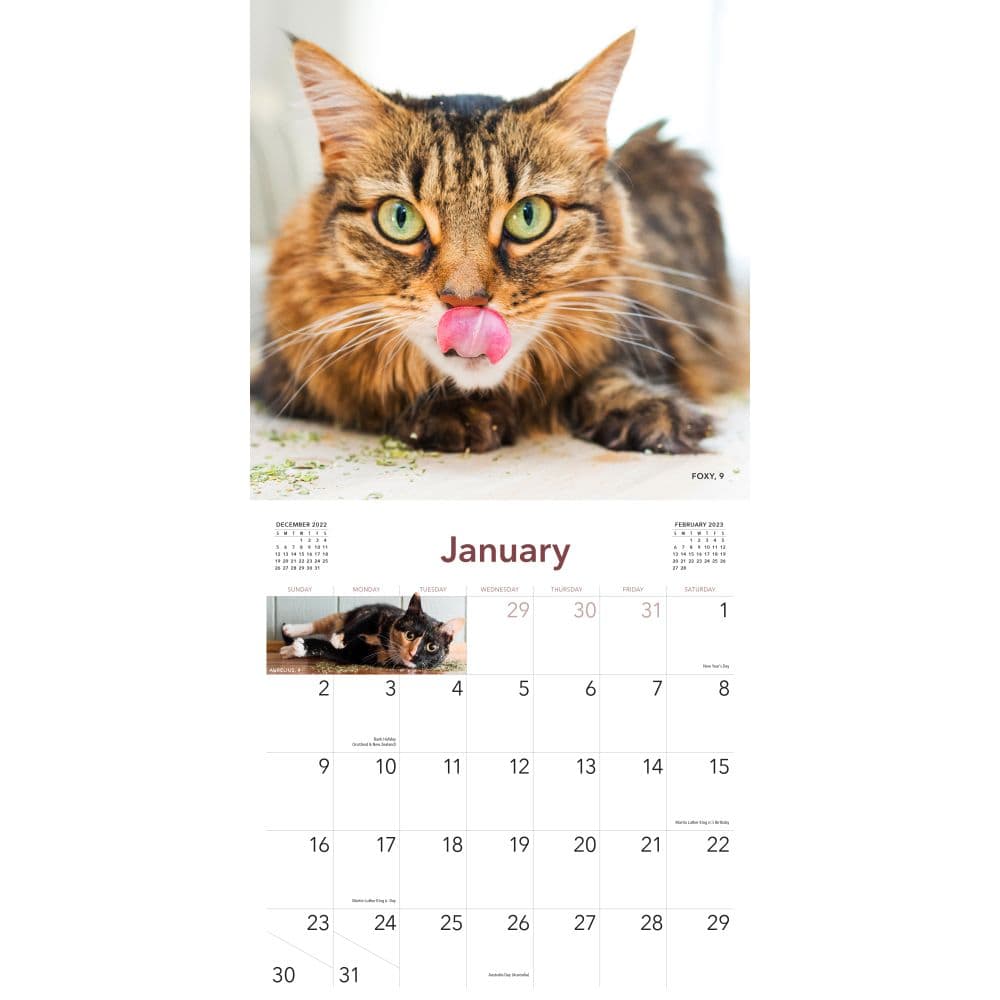 Cats on Catnip 2023 Wall Calendar - Calendars.com