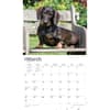 image Dachshunds Deluxe 2024 Wall Calendar Second Alternate Image width=&quot;1000&quot; height=&quot;1000&quot;