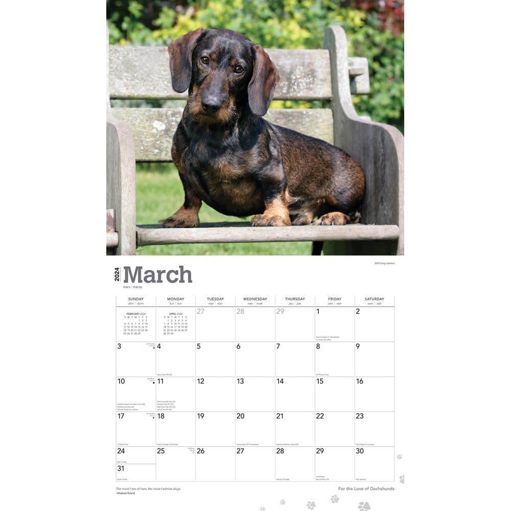 Dachshunds Deluxe 2024 Wall Calendar Second Alternate Image width=&quot;1000&quot; height=&quot;1000&quot;