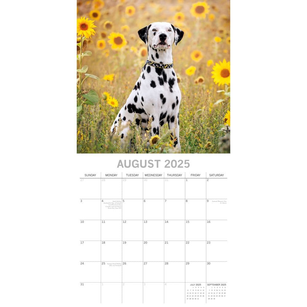 Dalmatians 2025 Wall Calendar