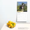 image Boston Terriers 2025 Wall Calendar Third Alternate Image width=&quot;1000&quot; height=&quot;1000&quot;