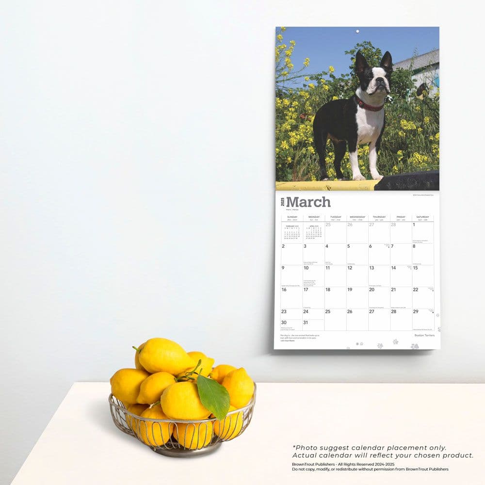 Boston Terriers 2025 Wall Calendar