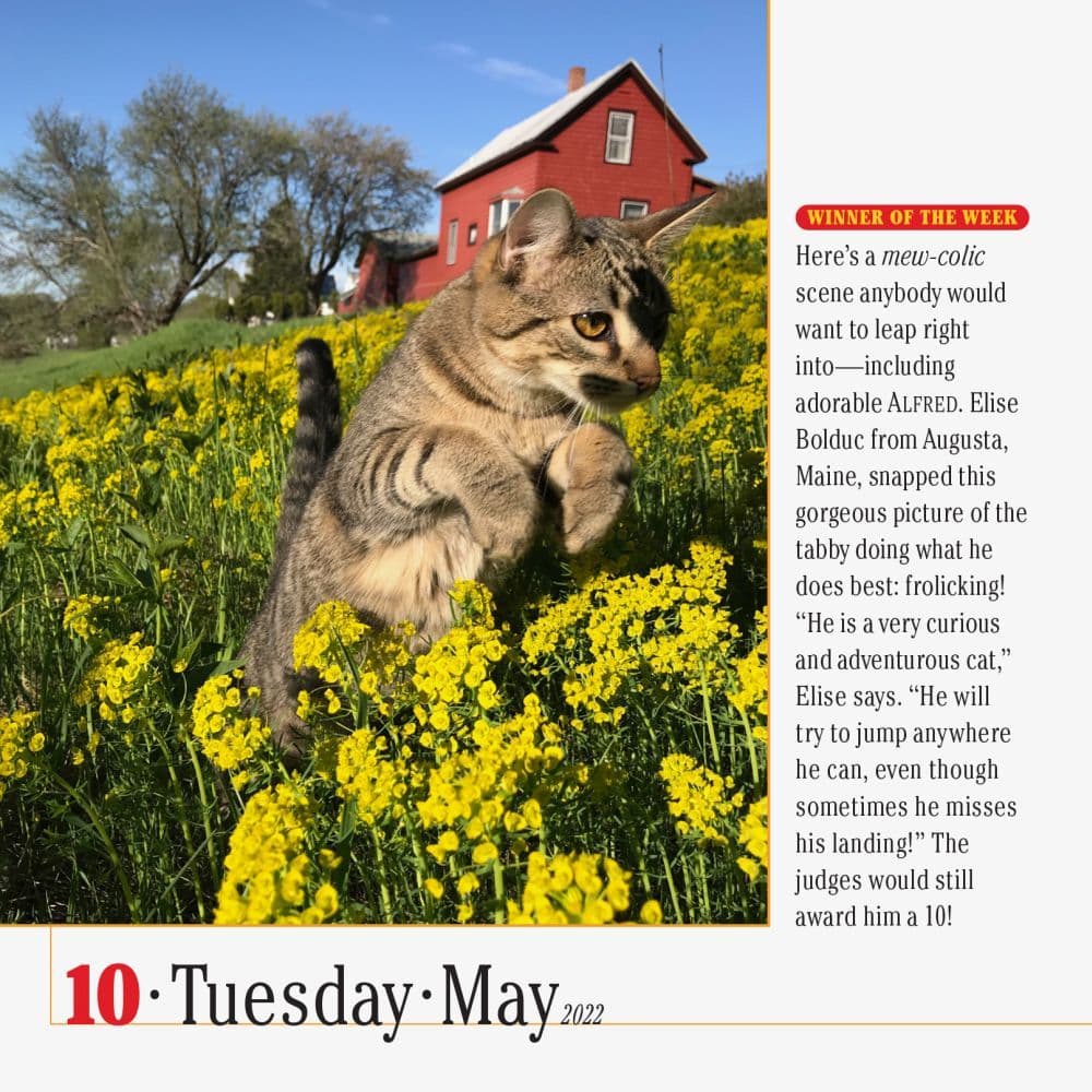 365 Cats Page A Day Calendar 2022 365 Cats 2022 Page-A-Day Calendar - Calendars.com