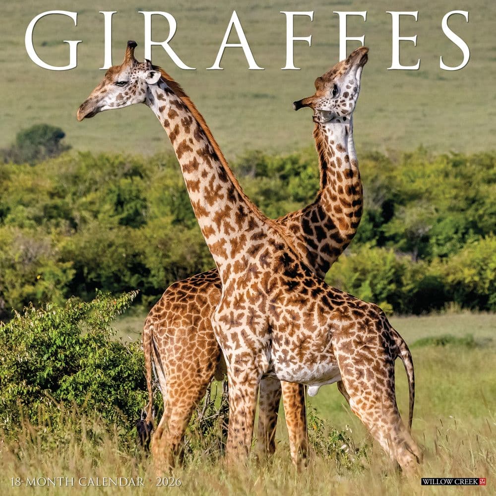 Giraffes 2026 Wall Calendar  Main Image