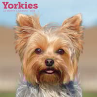 image Just Yorkies 2026 Wall Calendar Main Product Image