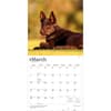 image Australian Kelpies 2027 Wall Calendar Second Alternate Image