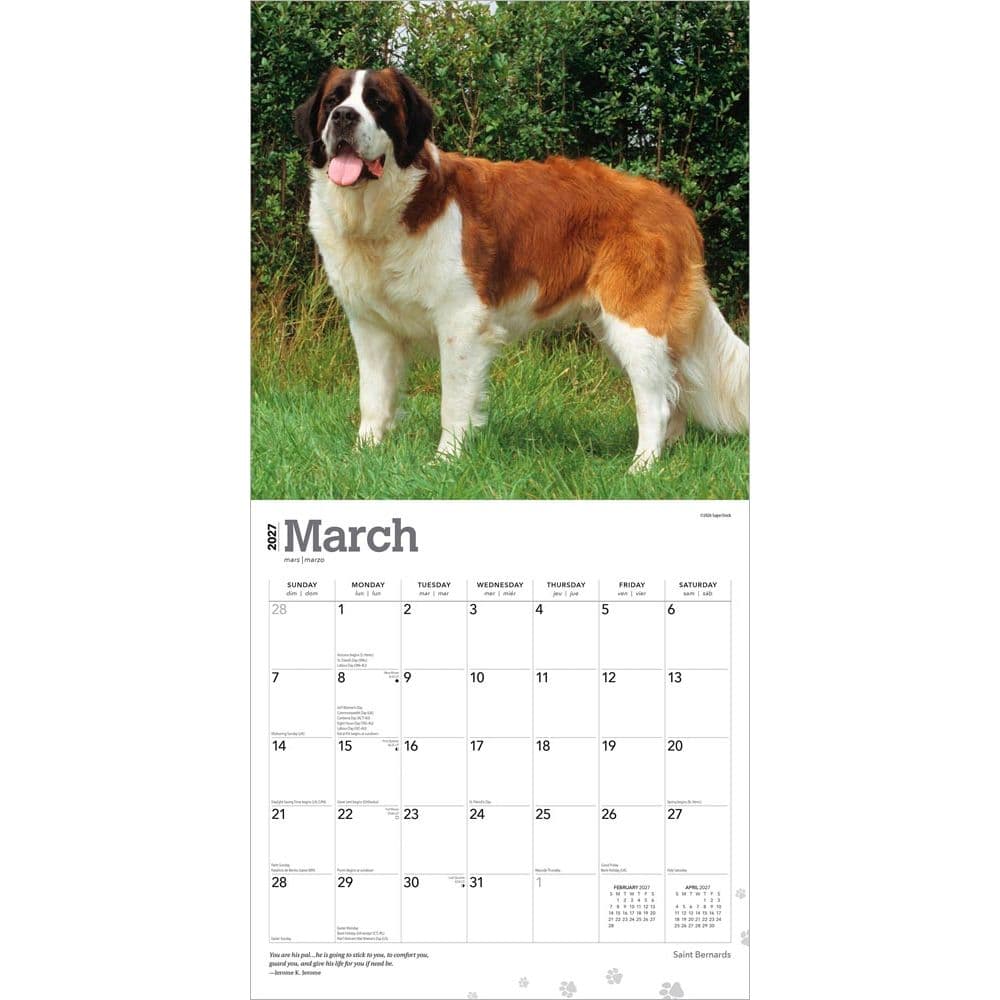 Saint Bernards 2027 Wall Calendar Second Alternate Image