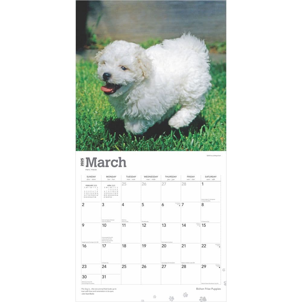 Bichon Frise Puppies 2025 Wall Calendar Second Alternate Image width=&quot;1000&quot; height=&quot;1000&quot;