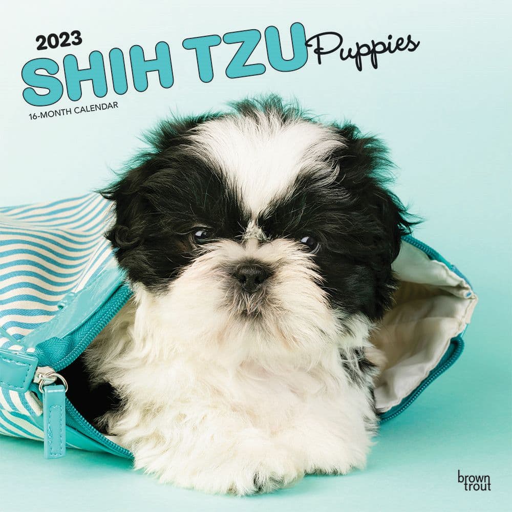 BrownTrout Shih Tzu Puppies 2023 Square Wall Calendar