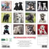 image Just Schnauzer Puppies 2026 Wall Calendar First Alternate Image