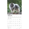 image Keeshonden 2025 Wall Calendar