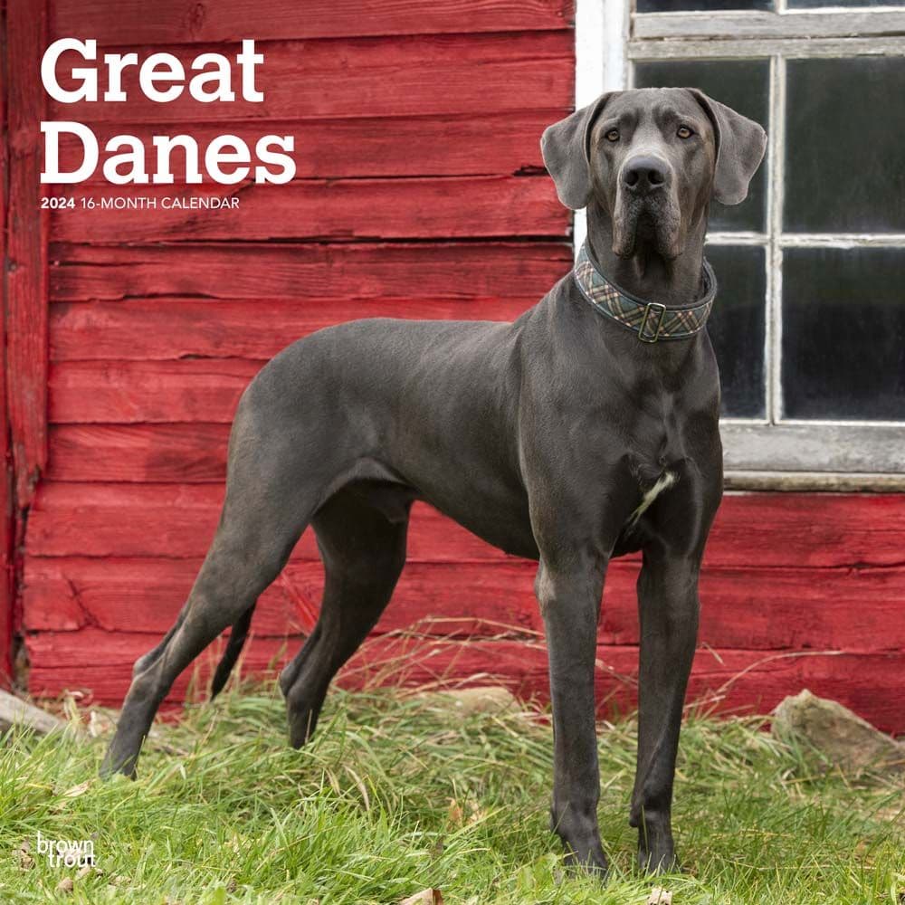 Great Danes International 2024 Wall Calendar Calendars Com   382fe09d 3e30 4aa7 8b04 2816884a63d5