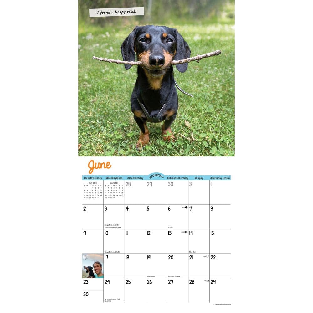 Crusoe the Celebrity Dachshund 2024 Wall Calendar