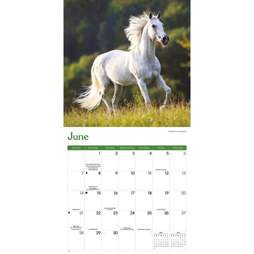 Wild Horses 2026 Wall Calendar Third Alternate Image