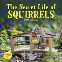 image Secret Life of Squirrels 2026 Wall Calendar Main Image
