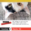 image Bad Cat 2026 Desk Calendar Fourth Alternate Image