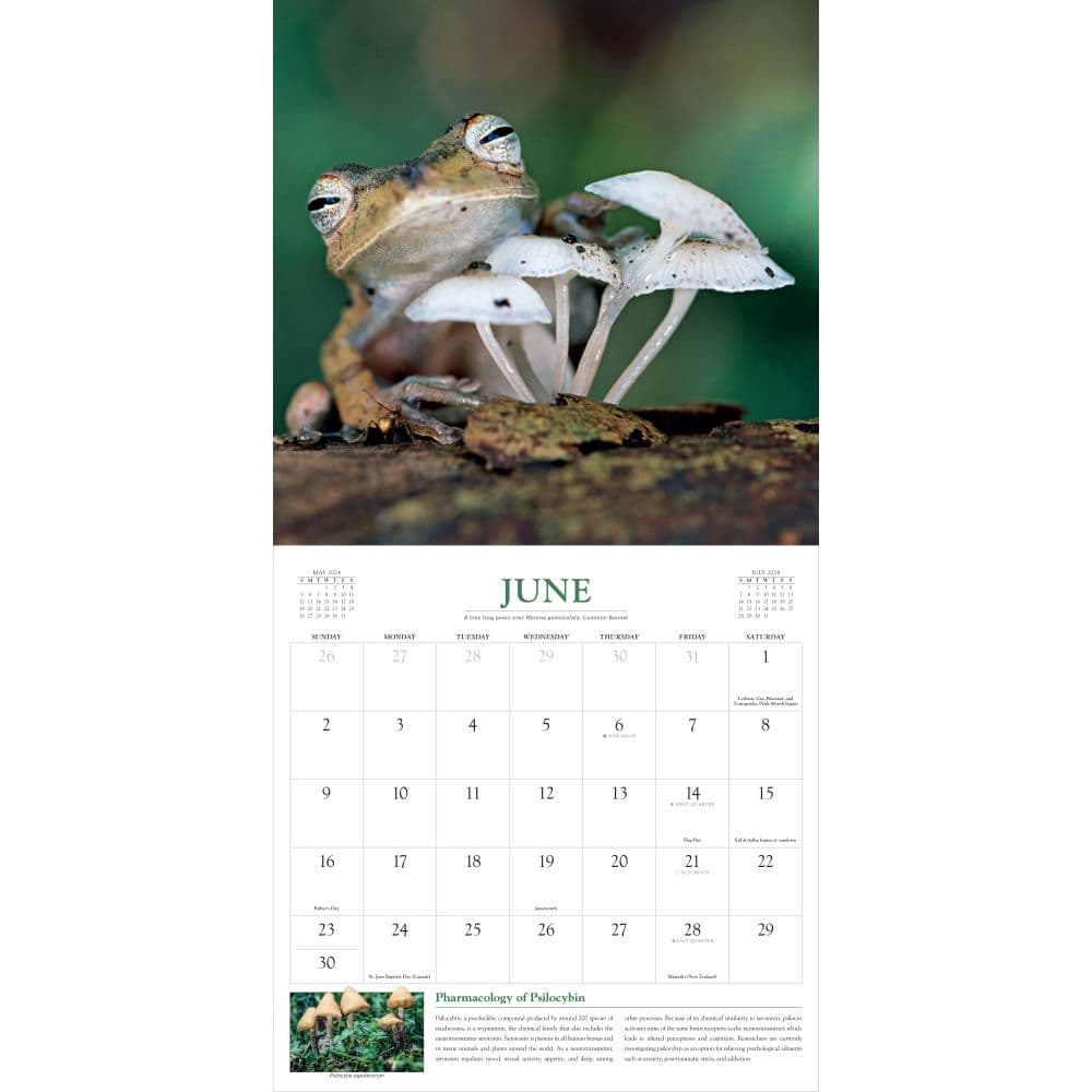 Fantastic Fungi 2024 Wall Calendar Calendars Com   38926cbb 3810 4480 919c 08b5165c91c2