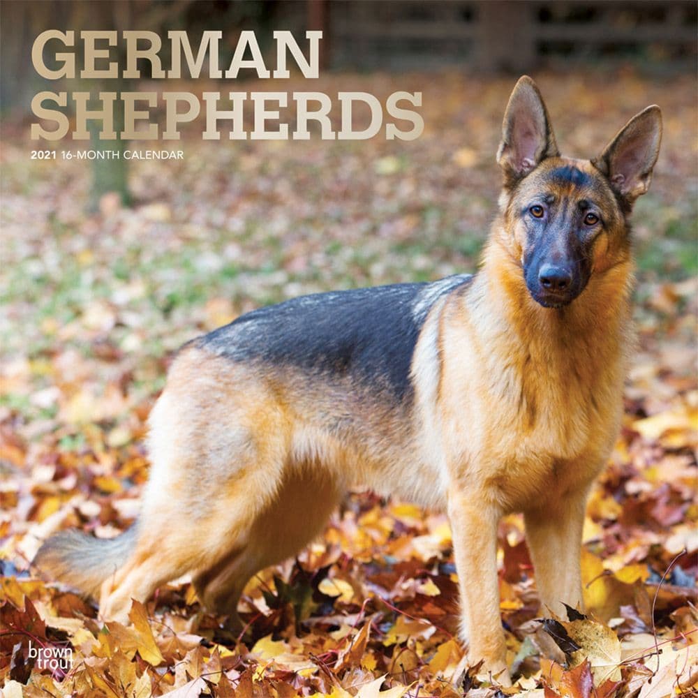 German Shepherds Wall Calendar Calendars Com