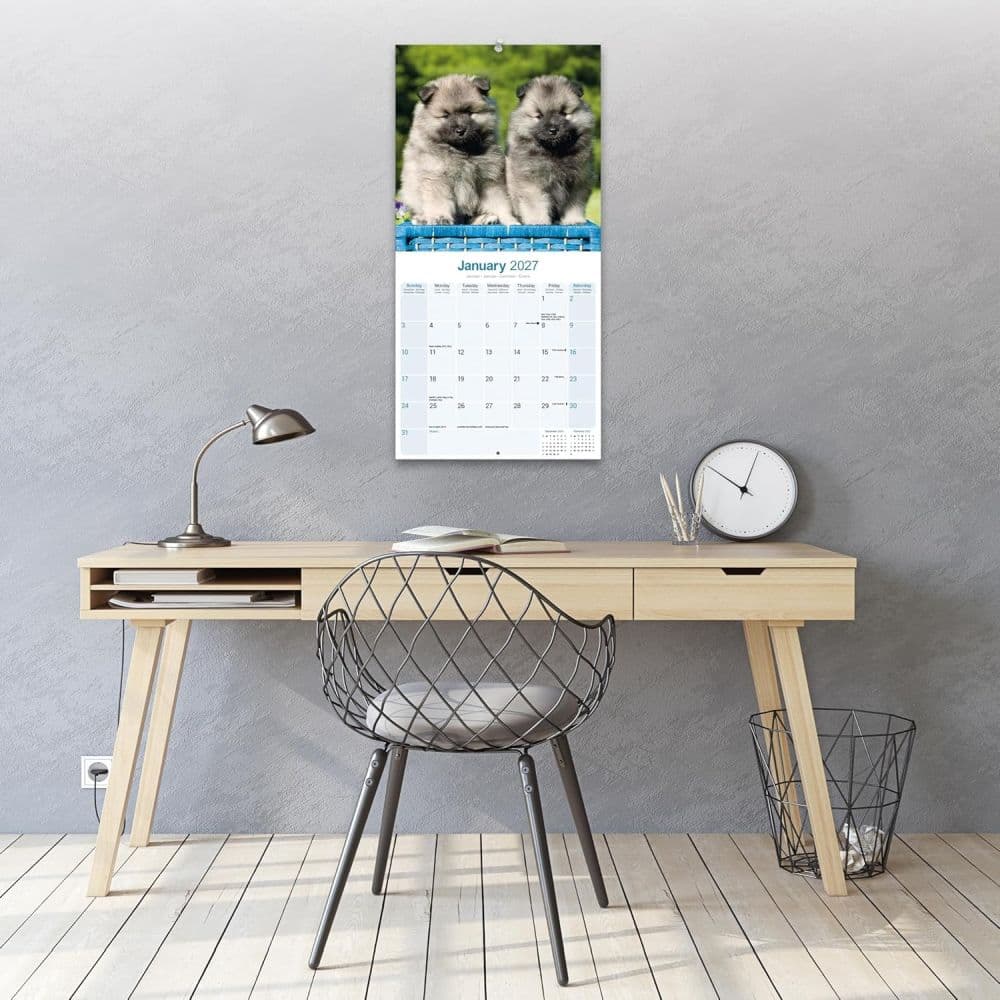 Keeshond 2027 Wall Calendar Third Alternate Image