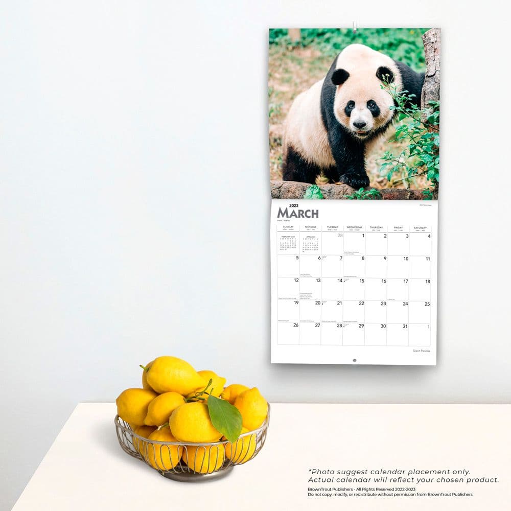 Giant Pandas 2023 Square Wall Calendar - Calendars.com