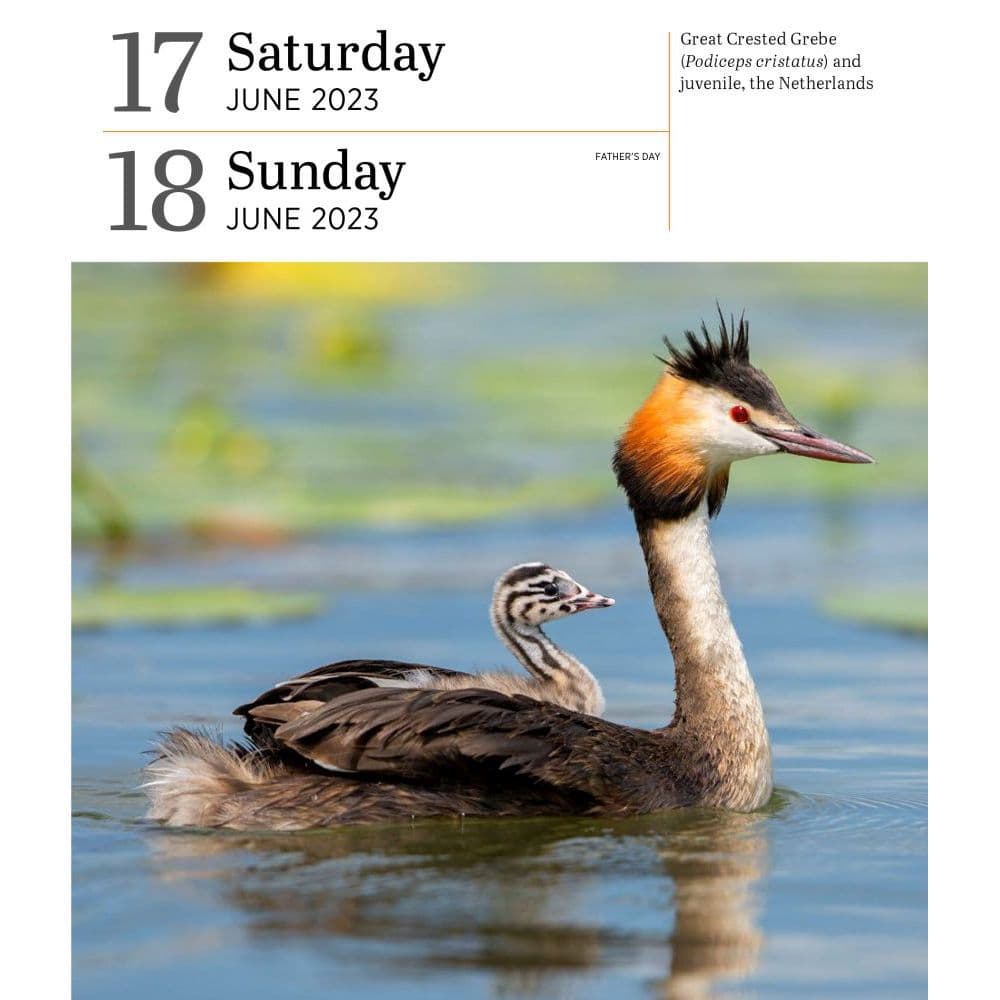 Audubon Birds 2023 Desk Calendar Calendars