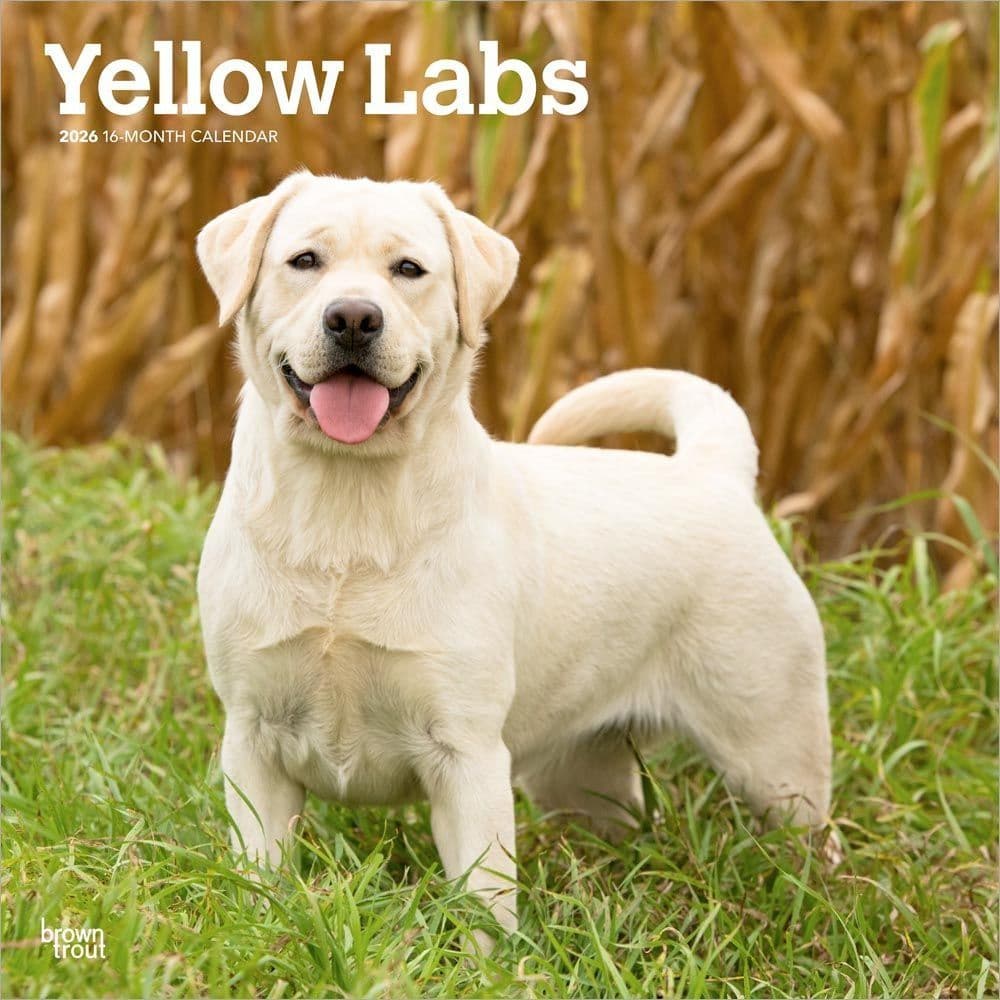 Yellow Lab Retriever 2026 Wall Calendar Main Product Image